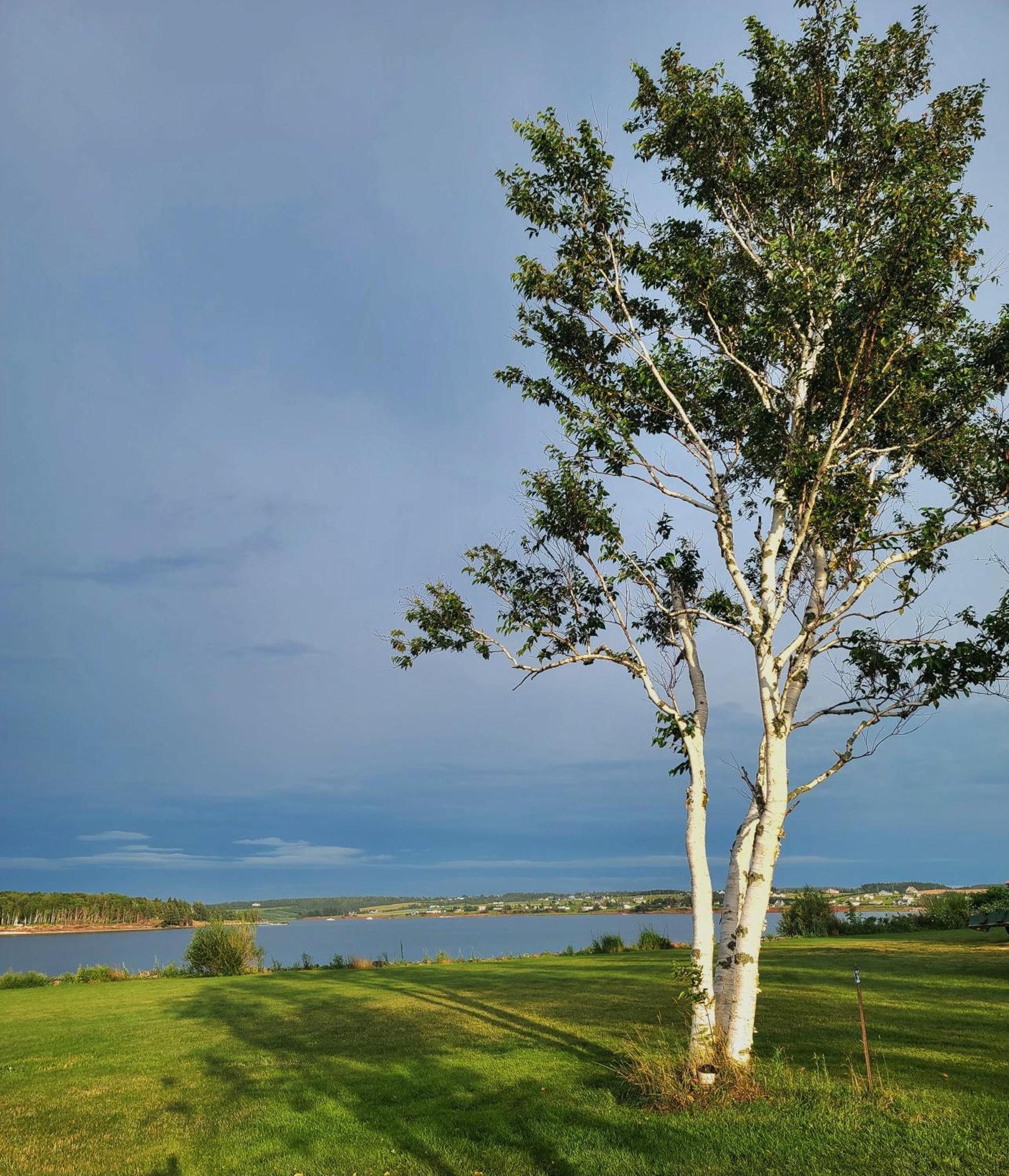 Margate Homestead 'Art House' /Views/Beaches/Golf Kensington Esterno foto